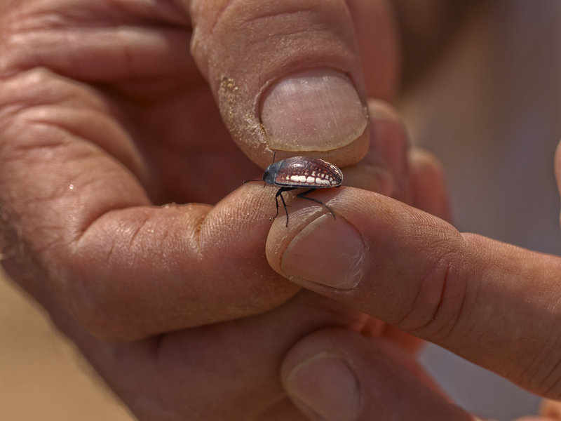 Swakopmund, Tok-Tokkie